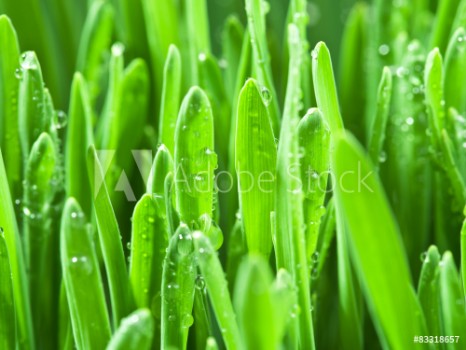 Picture of Fresh green grass covered with dewdrops